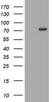 COG6 Antibody in Western Blot (WB)