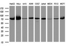 COG6 Antibody in Western Blot (WB)