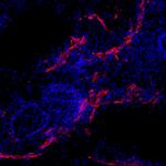 COL1A2 Antibody in Immunohistochemistry (Frozen) (IHC (F))