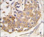 COL9A1 Antibody in Immunohistochemistry (IHC)