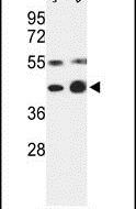 COPS3 Antibody in Western Blot (WB)