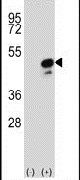 COPS3 Antibody in Western Blot (WB)
