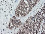COPS5 Antibody in Immunohistochemistry (Paraffin) (IHC (P))