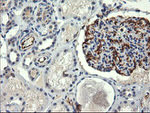 COPS6 Antibody in Immunohistochemistry (Paraffin) (IHC (P))