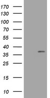 COPS6 Antibody in Western Blot (WB)