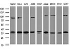 COPS6 Antibody in Western Blot (WB)
