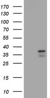 COPS6 Antibody in Western Blot (WB)
