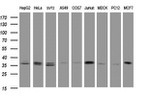 COPS6 Antibody in Western Blot (WB)
