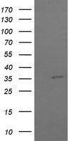 COPS6 Antibody in Western Blot (WB)