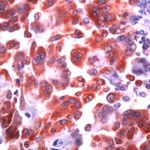 COX1 Antibody in Immunohistochemistry (IHC)
