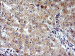 COX4NB Antibody in Immunohistochemistry (Paraffin) (IHC (P))