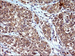 COX4NB Antibody in Immunohistochemistry (Paraffin) (IHC (P))