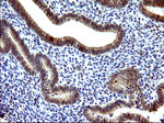 COX4NB Antibody in Immunohistochemistry (Paraffin) (IHC (P))