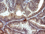COX4NB Antibody in Immunohistochemistry (Paraffin) (IHC (P))