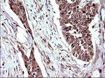 COX4NB Antibody in Immunohistochemistry (Paraffin) (IHC (P))