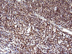 COX4NB Antibody in Immunohistochemistry (Paraffin) (IHC (P))