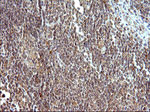 COX4NB Antibody in Immunohistochemistry (Paraffin) (IHC (P))