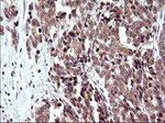 COX4NB Antibody in Immunohistochemistry (Paraffin) (IHC (P))