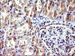 COX4NB Antibody in Immunohistochemistry (Paraffin) (IHC (P))