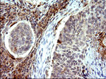 COX4NB Antibody in Immunohistochemistry (Paraffin) (IHC (P))
