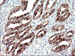 COX4NB Antibody in Immunohistochemistry (Paraffin) (IHC (P))