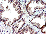 COX4NB Antibody in Immunohistochemistry (Paraffin) (IHC (P))