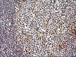 COX4NB Antibody in Immunohistochemistry (Paraffin) (IHC (P))