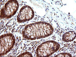 COX4NB Antibody in Immunohistochemistry (Paraffin) (IHC (P))