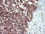 COX4NB Antibody in Immunohistochemistry (Paraffin) (IHC (P))