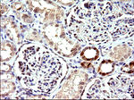 COX4NB Antibody in Immunohistochemistry (Paraffin) (IHC (P))