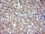 COX4NB Antibody in Immunohistochemistry (Paraffin) (IHC (P))