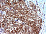 COX4NB Antibody in Immunohistochemistry (Paraffin) (IHC (P))
