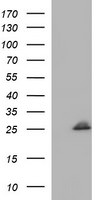 COX4NB Antibody in Western Blot (WB)
