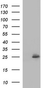 COX4NB Antibody in Western Blot (WB)