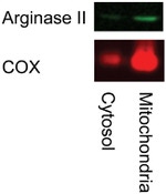 MTCO1 Antibody in Western Blot (WB)