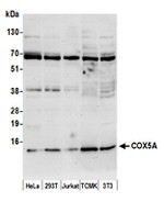 COX5A Polyclonal Antibody