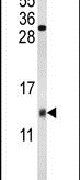 COX5A Antibody in Western Blot (WB)