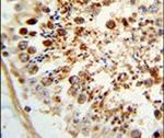 COX6A1 Antibody in Immunohistochemistry (IHC)
