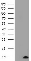 COX6A1 Antibody in Western Blot (WB)