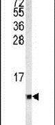 COX6A1 Antibody in Western Blot (WB)