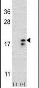 COX6A1 Antibody in Western Blot (WB)