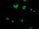 COX6B2 Antibody in Immunocytochemistry (ICC/IF)