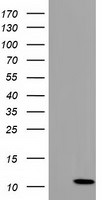 COX6B2 Antibody in Western Blot (WB)
