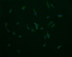 COX6C Antibody in Immunocytochemistry (ICC/IF)