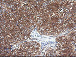 COX6C Antibody in Immunohistochemistry (Paraffin) (IHC (P))