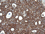 COX6C Antibody in Immunohistochemistry (Paraffin) (IHC (P))