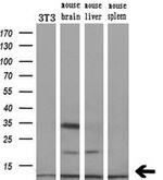 COX6C Antibody in Western Blot (WB)