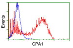 CPA1 (Carboxypeptidase A1) Antibody in Flow Cytometry (Flow)