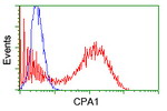 CPA1 (Carboxypeptidase A1) Antibody in Flow Cytometry (Flow)