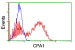 CPA1 (Carboxypeptidase A1) Antibody in Flow Cytometry (Flow)